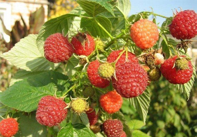 ราสเบอร์รี่ทากันก้า