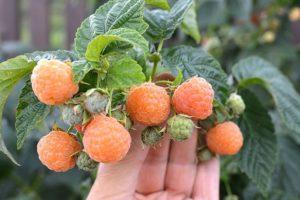 กฎสำหรับการปลูกและการดูแลราสเบอร์รี่สีเหลืองและคำอธิบายของพันธุ์ที่ดีที่สุด