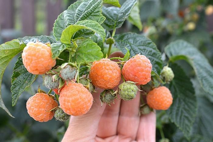 Variété Morning Dew