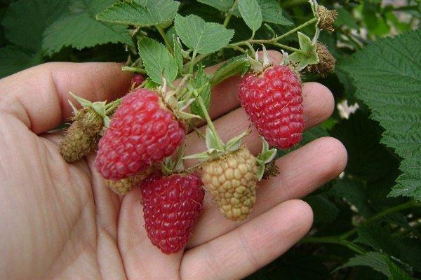 ราสเบอร์รี่ ฮัสซาร์