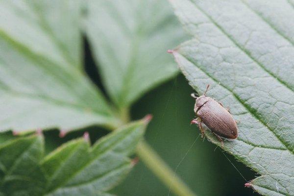 cicadelle sur framboises