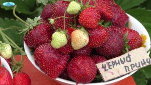 คำอธิบายพันธุ์สตรอว์เบอร์รีแบล็คพรินซ์ เทคโนโลยีการปลูกและการดูแล