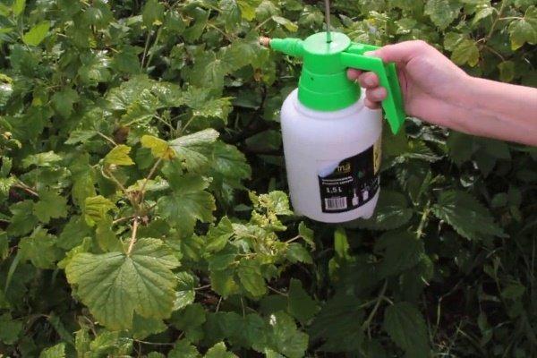 traitement des graines urticantes