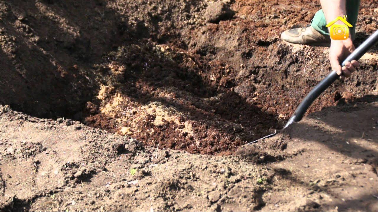 รูในพุ่มไม้