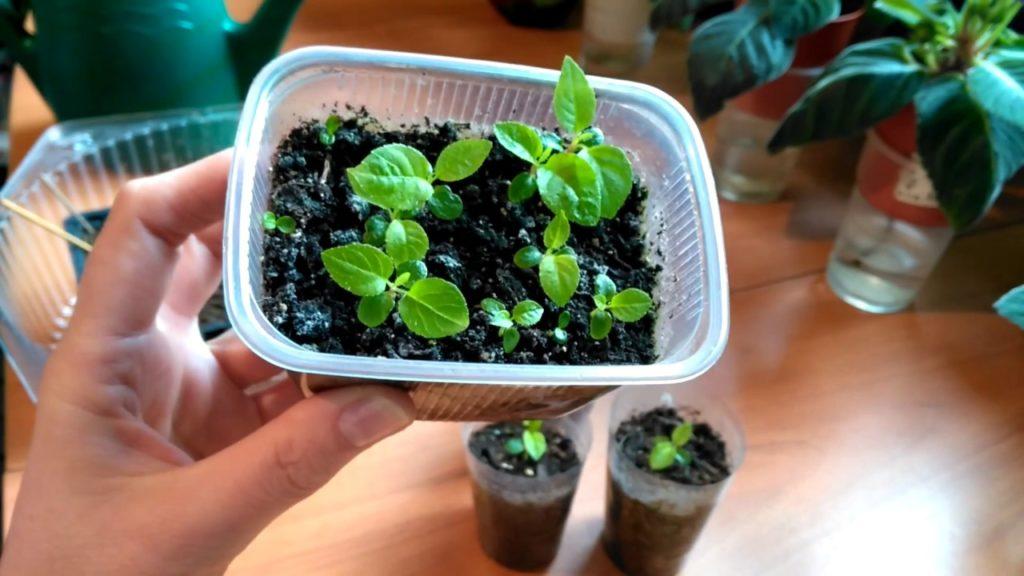 plantation par graines