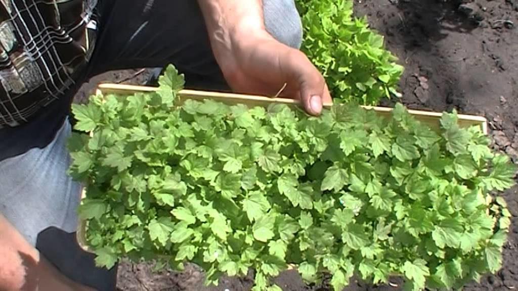 การปลูกที่บ้าน