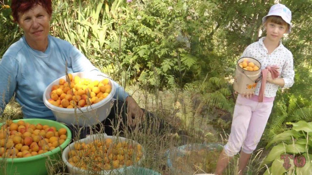 ข้อพิพาทเรื่องพืชผล