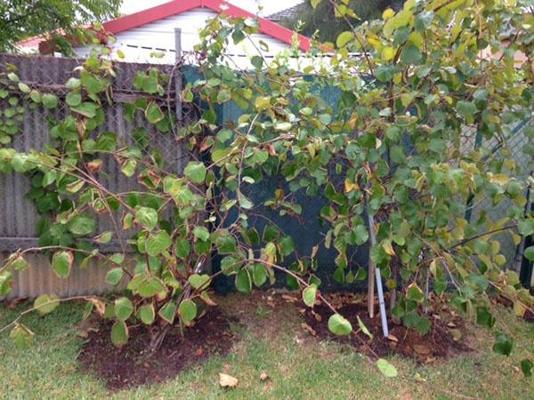 Actinidies dans la région de Moscou