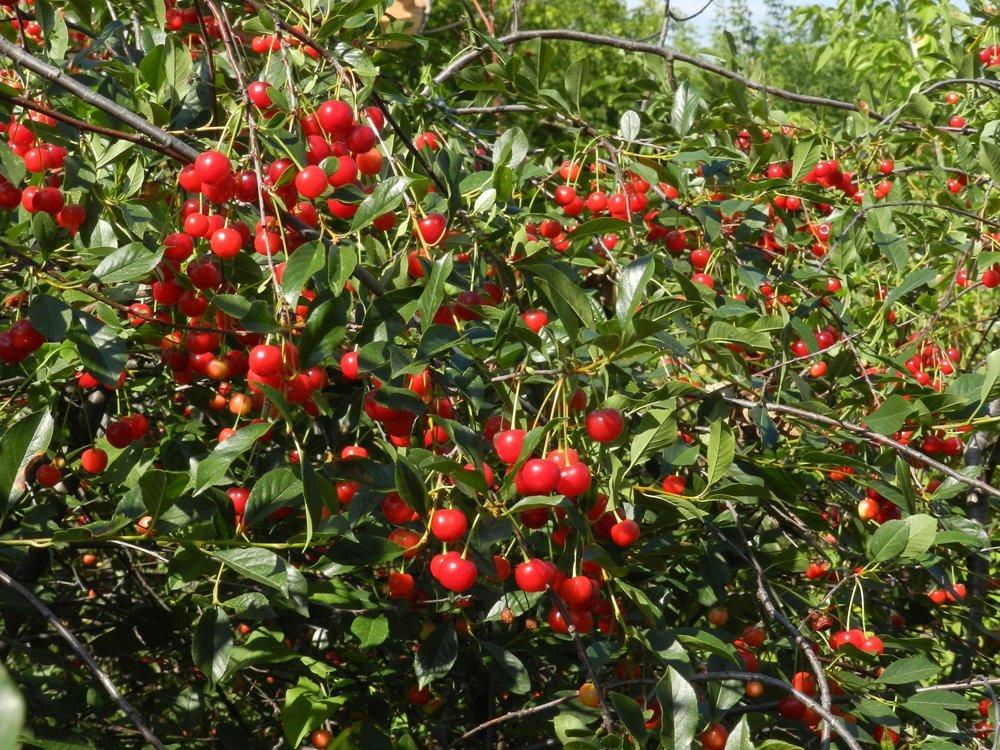 เชอร์รี่มากมาย