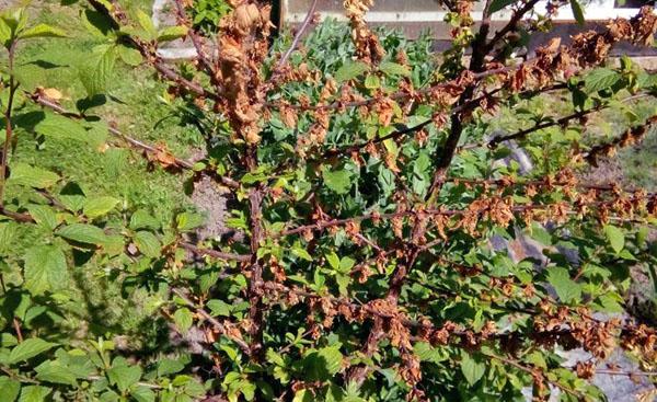 โรคเชอร์รี่