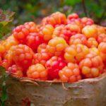 คลาวด์เบอร์รี่