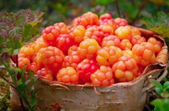 คลาวด์เบอร์รี่