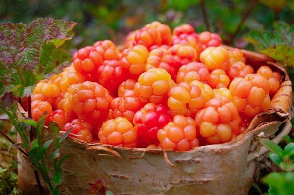 คลาวด์เบอร์รี่