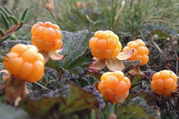 ผลเบอร์รี่ในป่า