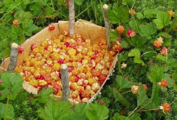 การเก็บผลเบอร์รี่