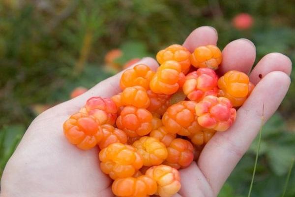 récolte de mûres arctiques