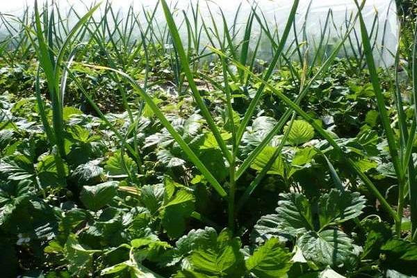 การปลูกราสเบอร์รี่กับกระเทียม