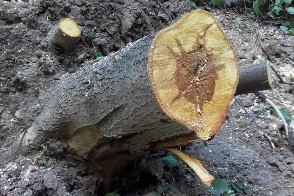 โรคเน่าลำต้น