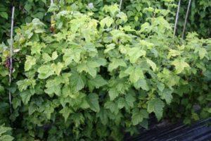 การควบคุมโรคราแป้งในลูกเกดโดยใช้วิธีพื้นบ้านและเคมี