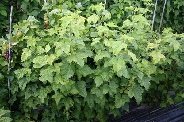 ลูกเกดขาว