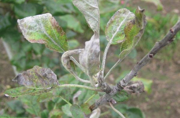 คราบจุลินทรีย์บนใบไม้