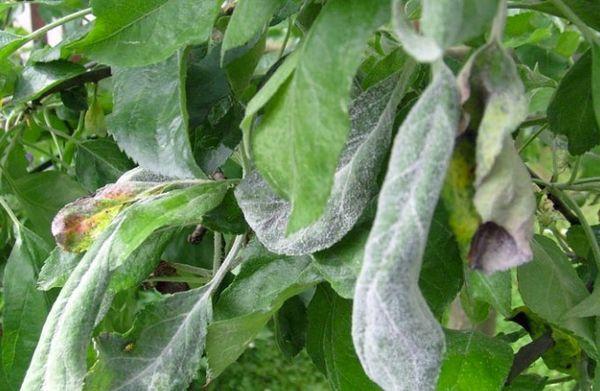 โรคต้นแอปเปิล