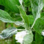 แผ่นป้ายสีขาว