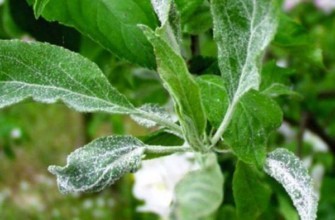 แผ่นป้ายสีขาว