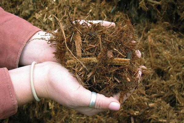 การคลุมดินพืช