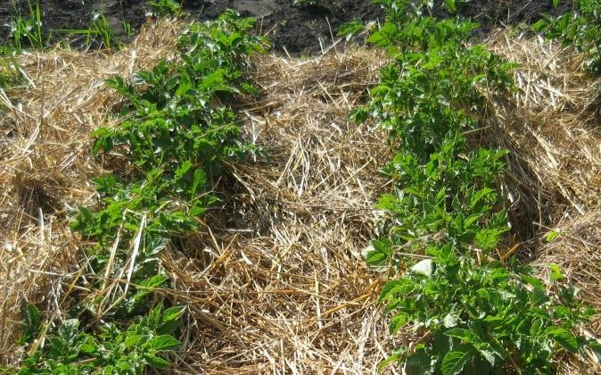 แปลงคลุมดิน