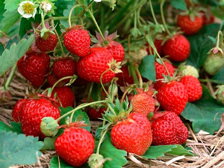 สตรอว์เบอร์รีคาร์เมน