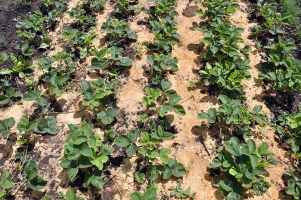 แปลงคลุมดิน