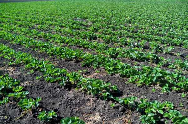 แปลงสตรอเบอร์รี่