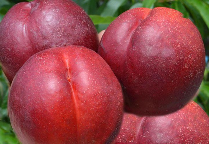 พันธุ์เนคทารีนขนาดใหญ่