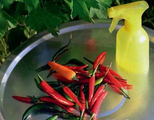 การควบคุมศัตรูพืชพริก