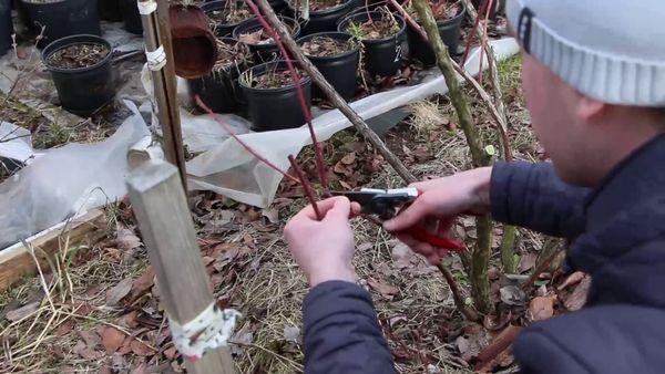 การตัดแต่งพุ่มไม้โตเต็มวัย