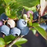 กิ่งที่มีบลูเบอร์รี่