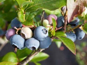 แผนภาพและวิธีการตัดแต่งบลูเบอร์รี่สำหรับผู้เริ่มต้น