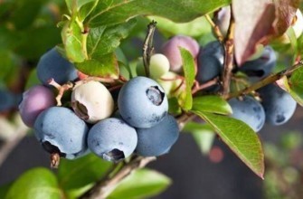 กิ่งที่มีบลูเบอร์รี่