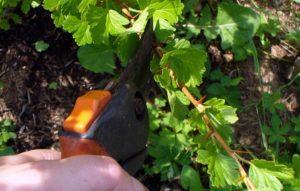 ควรตัดแต่งกิ่งมะยมเมื่อไรและอย่างไรเพื่อให้มั่นใจว่าจะเก็บเกี่ยวผลผลิตได้ดี