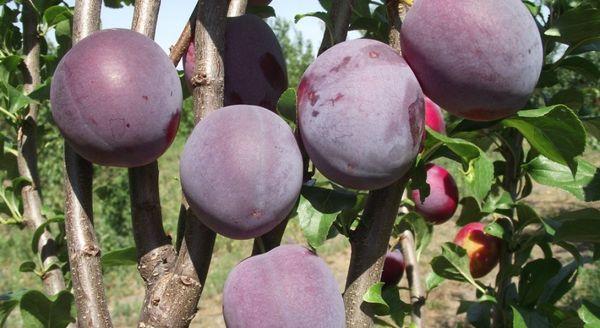 พลัมทรงเสา