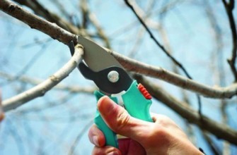 การตัดแต่งกิ่งไม้