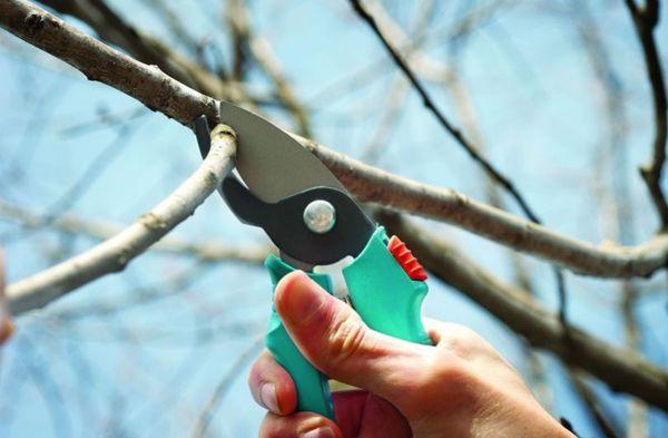 การตัดแต่งกิ่งไม้