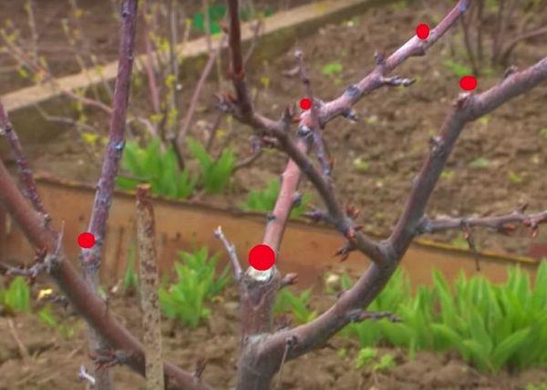 ลูกพลัมตัดแต่ง