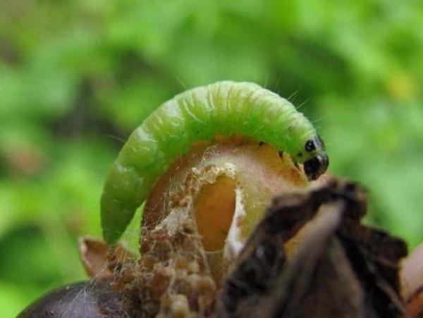 ศัตรูพืชลูกเกด