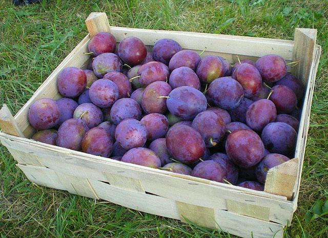 stockage dans une boîte