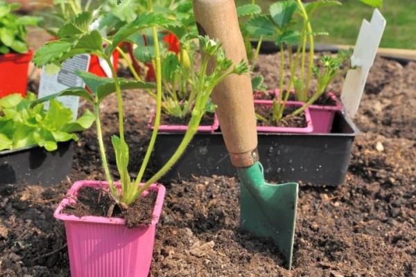 การขยายพันธุ์และการปลูก