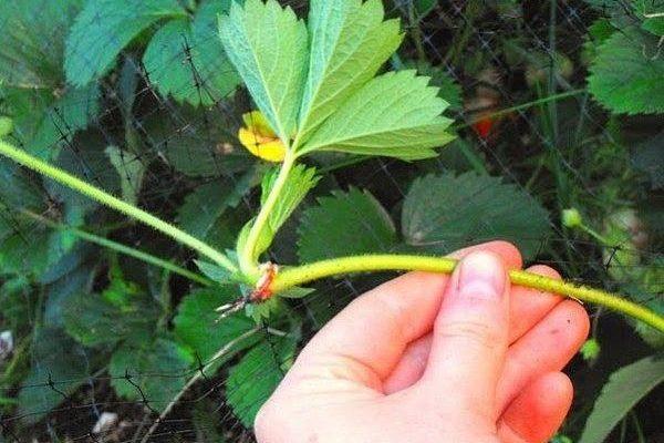 taille et multiplication