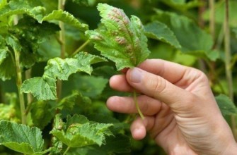 เพลี้ยอ่อนบนลูกเกด