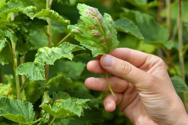 เพลี้ยอ่อนบนลูกเกด